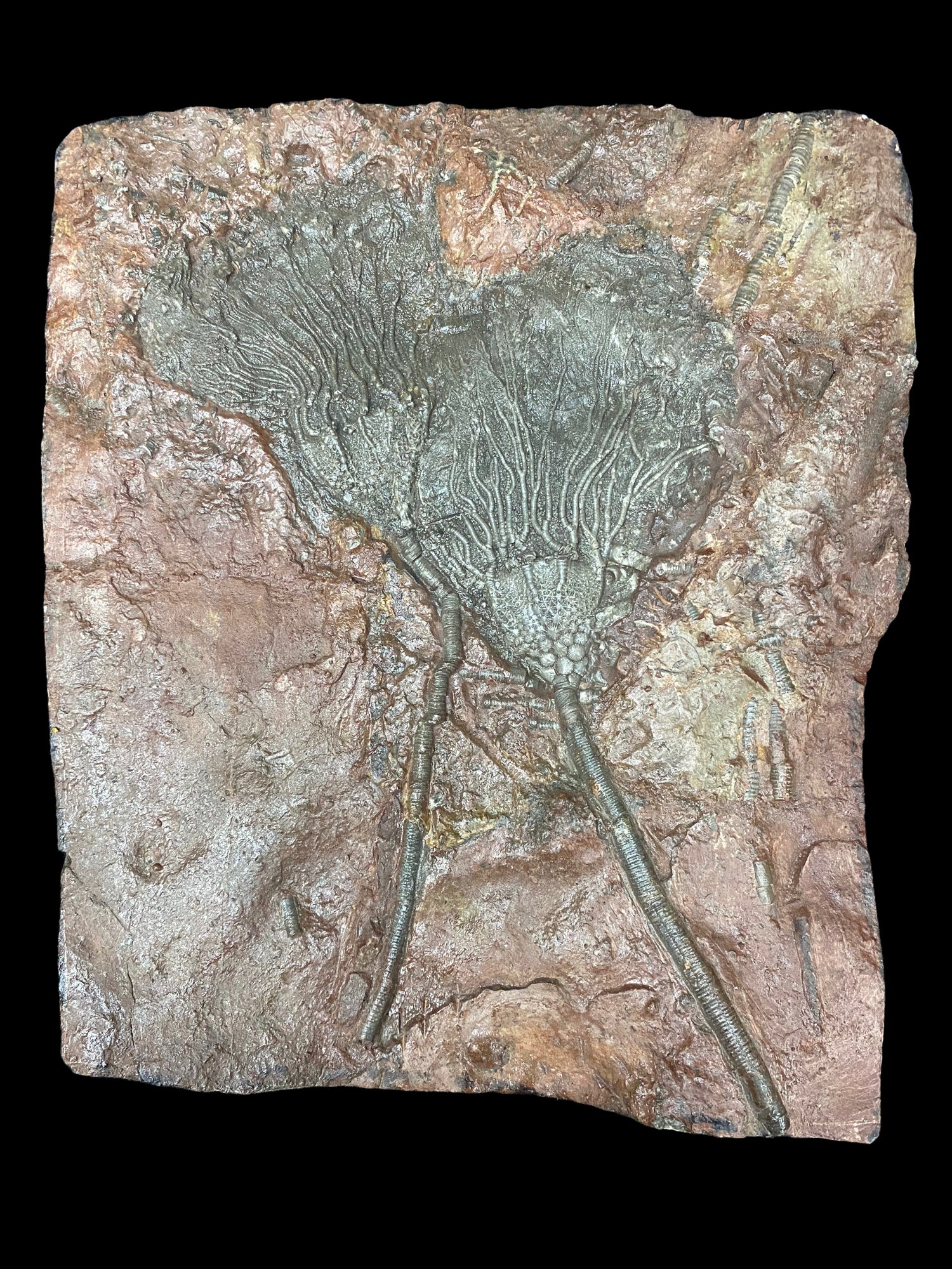 Fossils