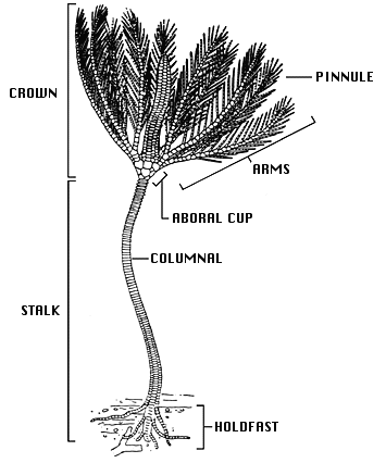 Moroccan Crinoid Fossil "Queen of the Crinoids" #3