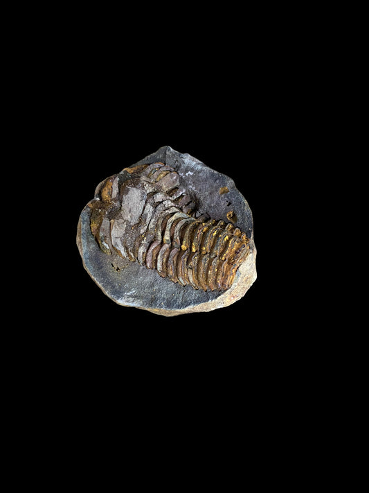 Moroccan Trilobite Fossil - open your own Trilobite!