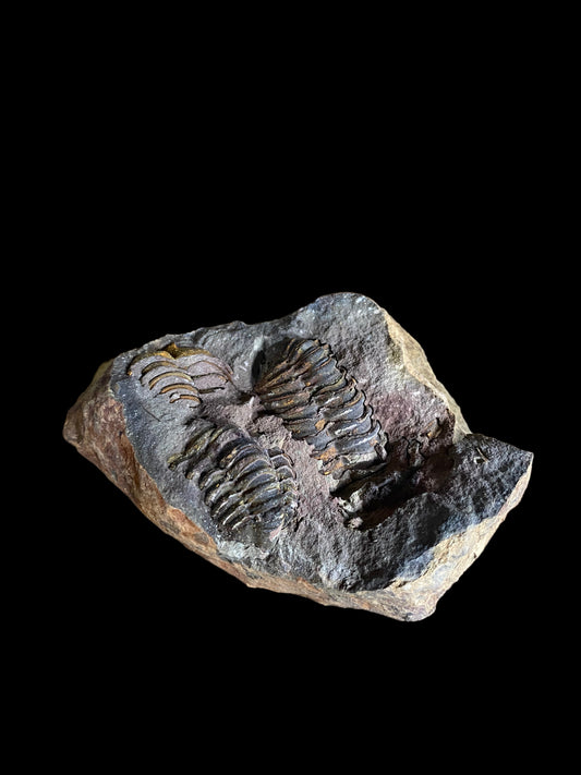 Moroccan Trilobite Fossil - open your own Trilobite!