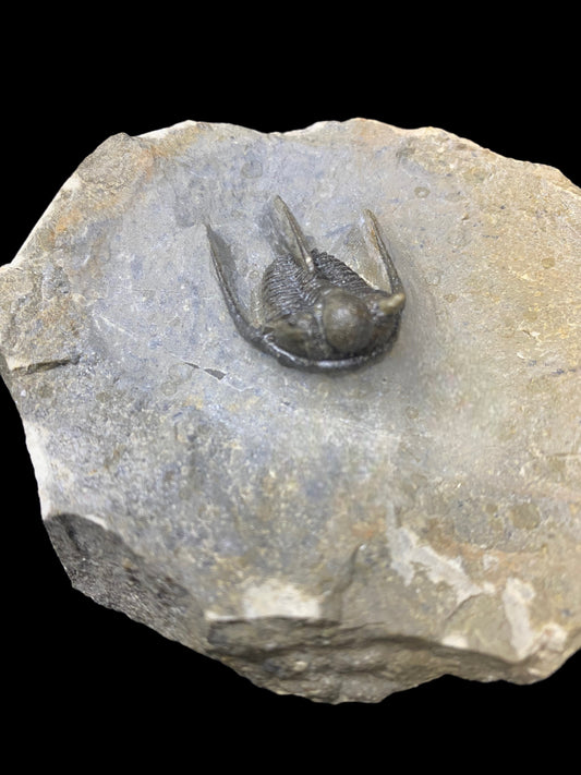 Moroccan Trilobite Fossil - "Flying Cheeks" #2