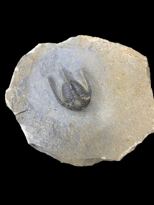 Moroccan Trilobite Fossil - "Flying Cheeks" #2