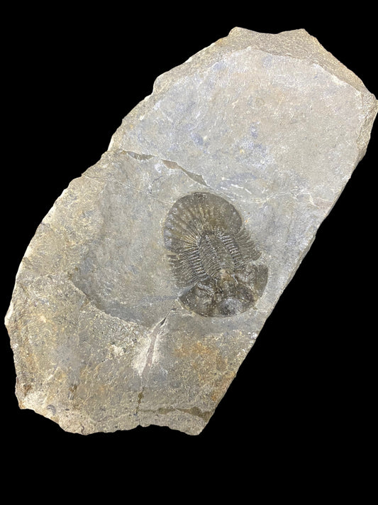 Moroccan Trilobite Fossil - "Squishy" #1