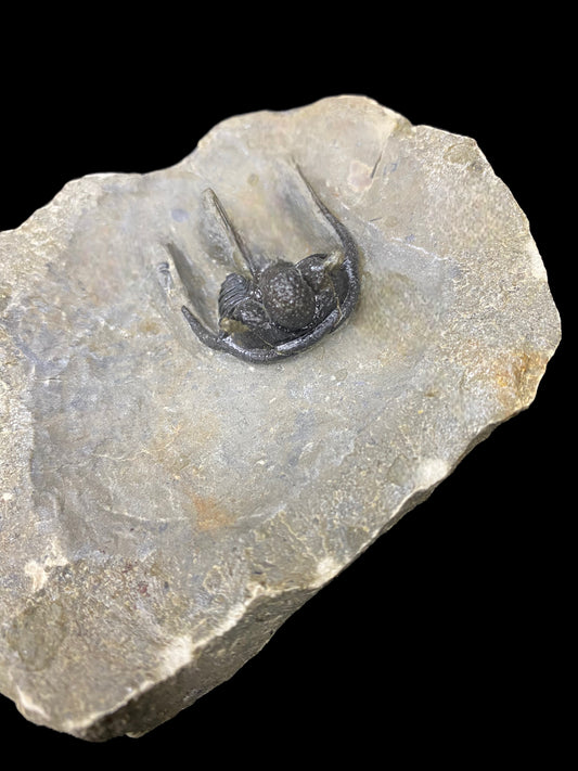 Moroccan Trilobite Fossil - "Flying Cheeks" #1