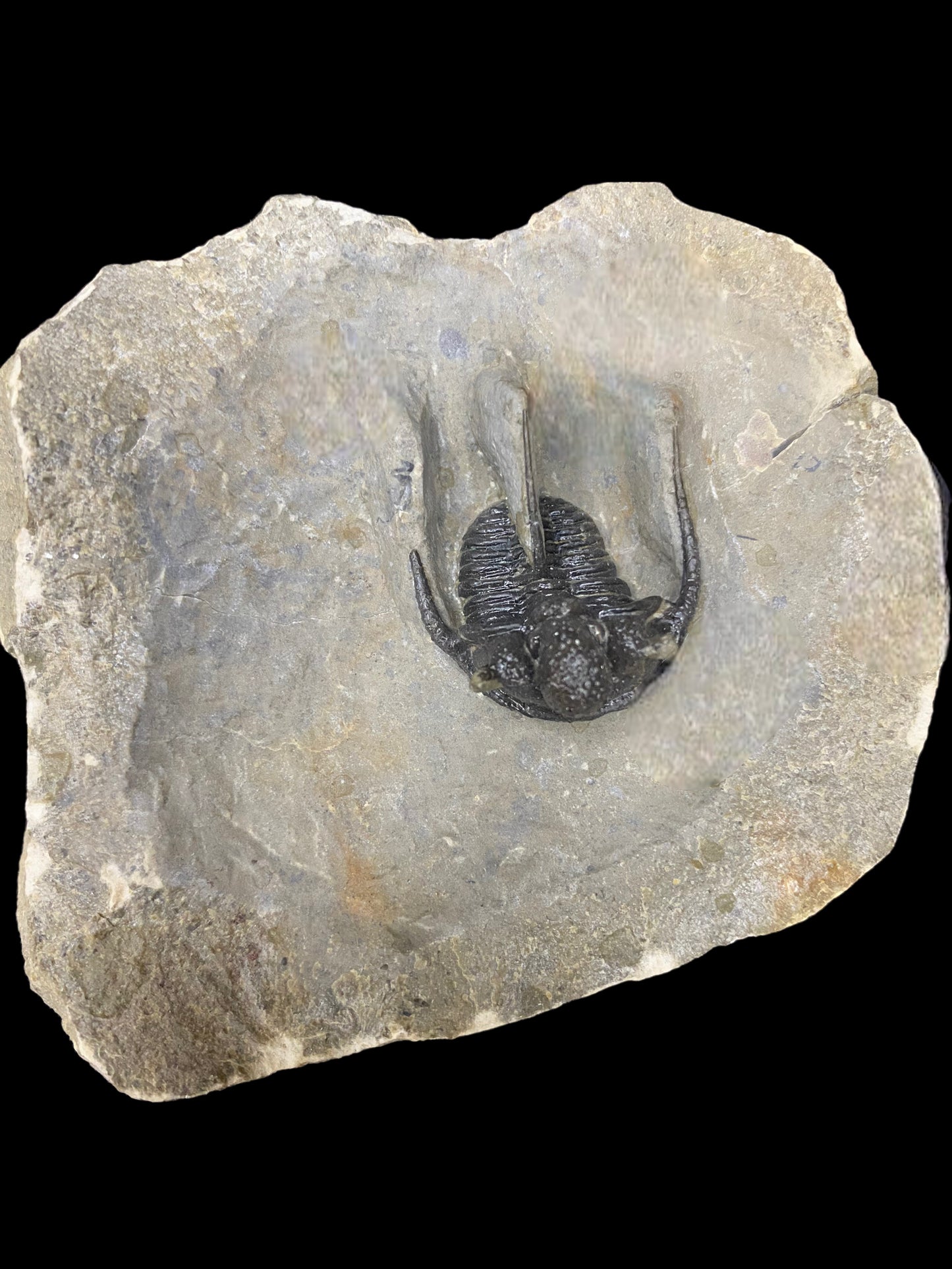 Moroccan Trilobite Fossil - "Flying Cheeks" #1